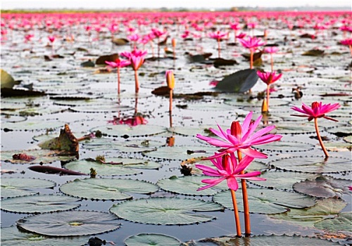 湖,荷花,泰国