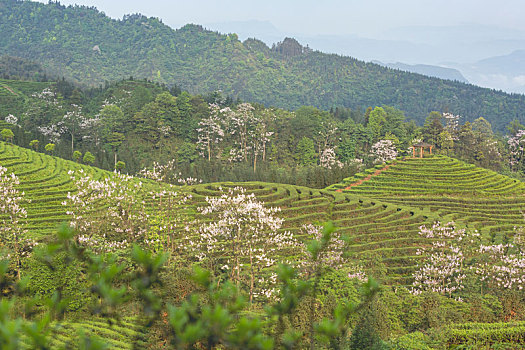 宜宾珙县鹿鸣茶场蜿蜒茶山风光