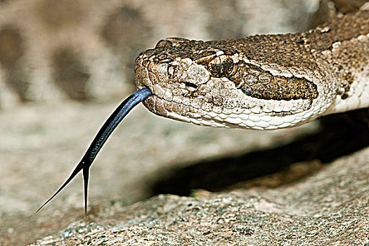 响尾蛇属,南方,奥克纳根谷,不列颠哥伦比亚省