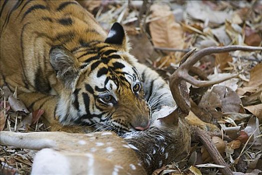 孟加拉虎,虎,雌性,杀戮,花鹿,早晨,干燥,季节,班德哈维夫国家公园,印度