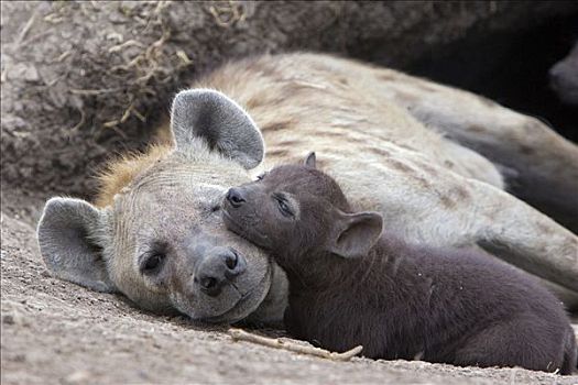 斑鬣狗,白天,老,幼兽,休息,母兽,马赛马拉国家保护区,肯尼亚