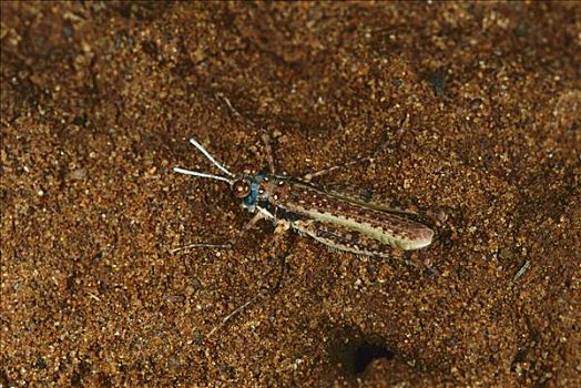 蝗虫,保护色,沙子,澳大利亚