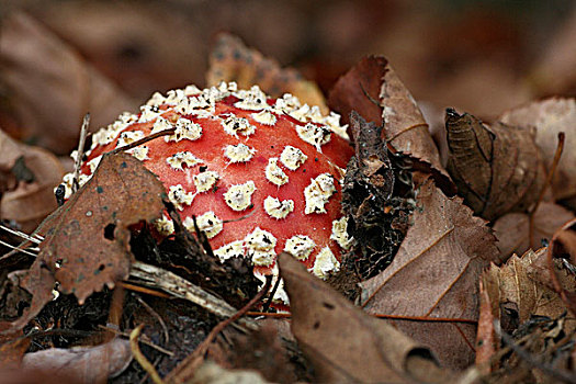 毒蝇伞,白毒蝇鹅膏菌,毒菇,出现,叶子,上艾瑟尔省,荷兰