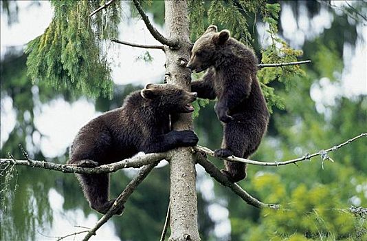 棕熊,小动物,哺乳动物,熊,树,巴伐利亚森林国家公园,德国,欧洲,动物