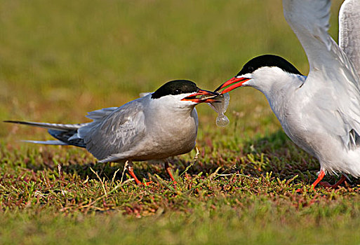 常见燕鸥,普通燕鸥,食物,交换,雌性,特塞尔,荷兰北部,荷兰