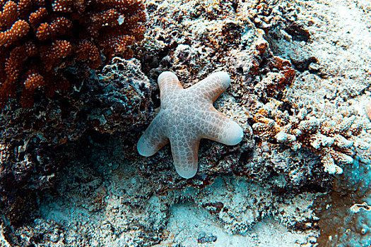 海星,礁石,环礁,马尔代夫,印度洋