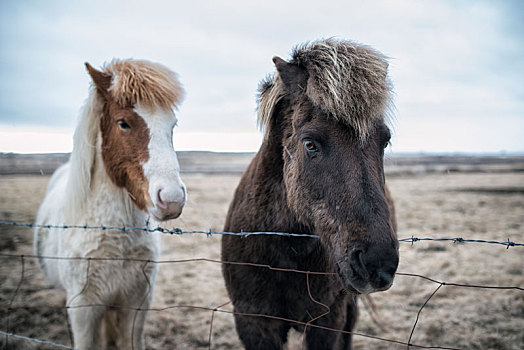 冰岛,小马,后面,栅栏