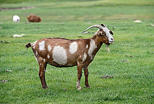 褐色,白色,山羊,鄂尔浑峡谷,国家公园,前杭爱省,蒙古,亚洲