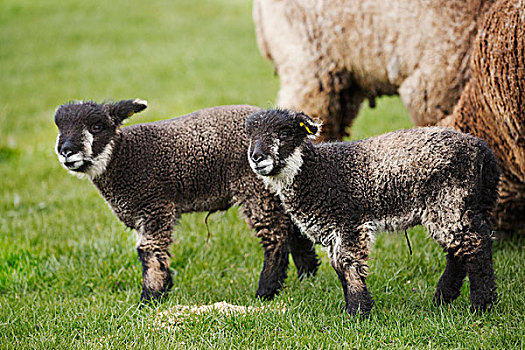 成熟,绵羊,两个,年轻,黑白,羊羔,地点