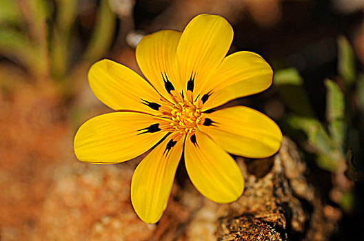 杂色菊,纳马夸兰,南非