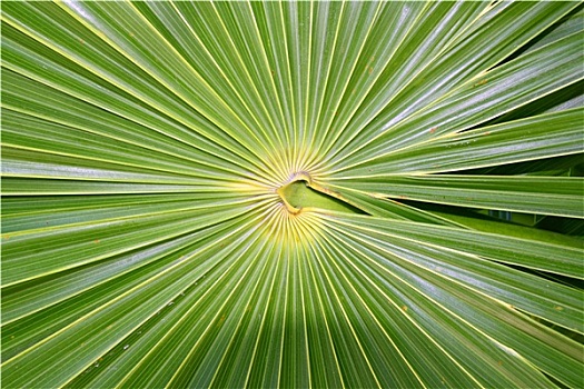 佛罗里达,茅草屋顶,棕榈树