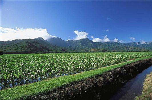 夏威夷,考艾岛,山谷,芋头,地点,前景,景色,农业