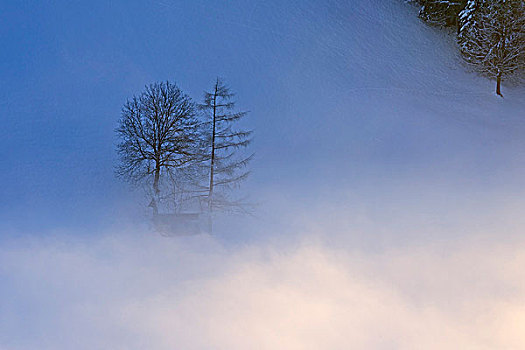 小屋,树,雾,瑞士