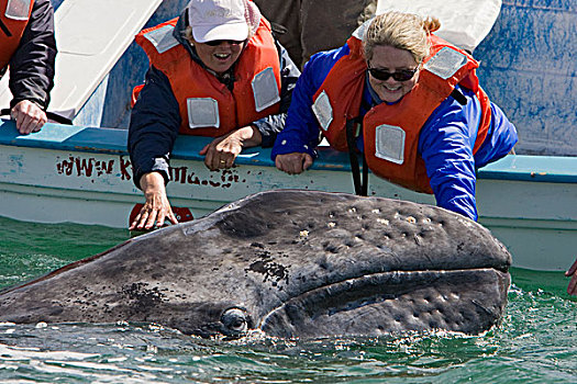 灰鲸,接触,友好,幼兽,下加利福尼亚州,墨西哥