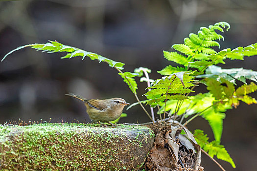 栖息于灌丛或草丛绿篱间,胆怯而善于藏匿的强脚树莺鸟