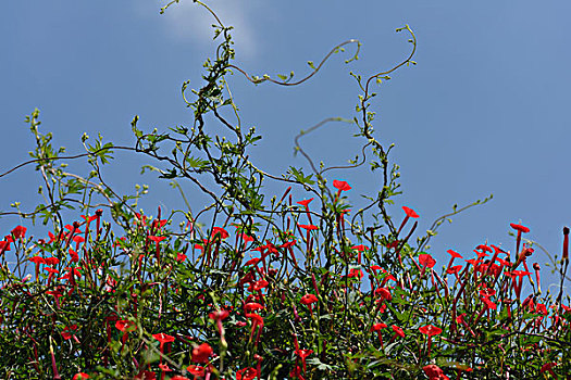 红色野花