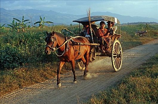 马车,靠近,茵莱湖,缅甸