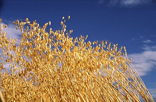 燕麦,作物,就绪,丰收,特写,澳大利亚