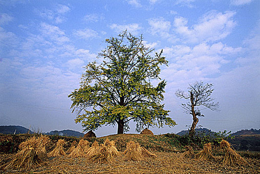 风景