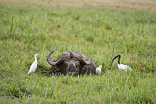 南非水牛,非洲水牛,安伯塞利国家公园,肯尼亚,非洲