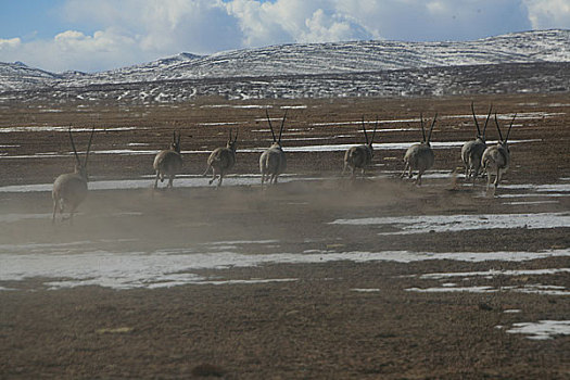 青海,可可西里湖,湖边奔跑的藏羚羊