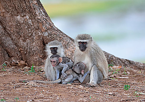 黑长尾猴,两个,幼兽,雄性,幼仔,吸吮,克鲁格国家公园,南非,非洲