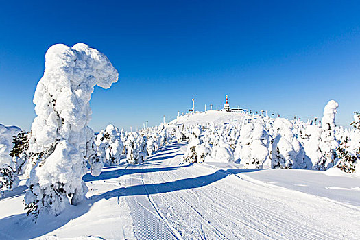 积雪,云杉,滑雪,区域,拉普兰,芬兰