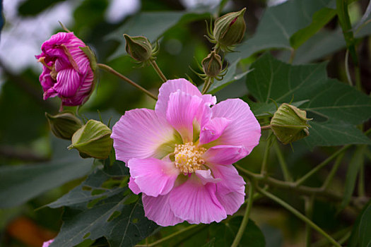 木芙蓉,木莲,芙蓉花