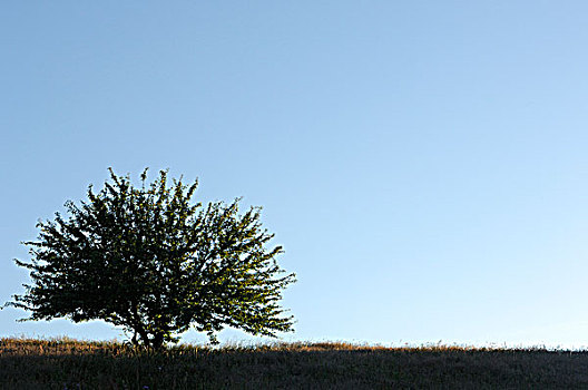 树,牧场,蓝天