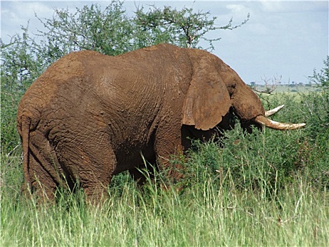 褐色,大象,非洲