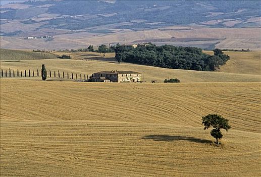 农舍,收获,小麦田,靠近,圣奎里克,锡耶纳省,托斯卡纳,意大利,欧洲