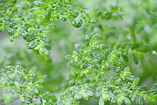 茂密,绿色,枝条,遮盖,小,叶子,圆点,水滴,雨