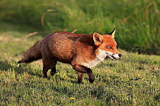 红狐,狐属,成年,尾随,萨里,英格兰,英国,欧洲