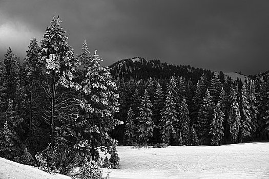 雪,树林,山,地点