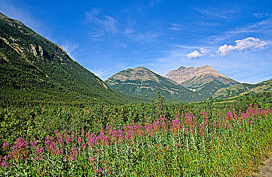 杂草,正面,山峦,沃特顿冰川国际和平公园,艾伯塔省,加拿大