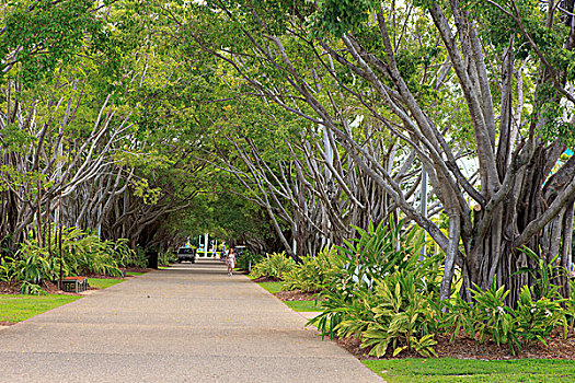 树,线条,道路,滨海休闲区,昆士兰,澳大利亚