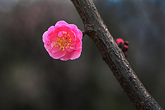 梅花,花朵,梅园,春天,报春