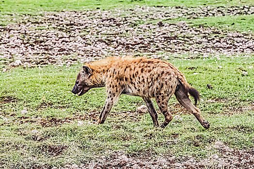 肯尼亚安博塞利国家公园斑鬣狗生态环境