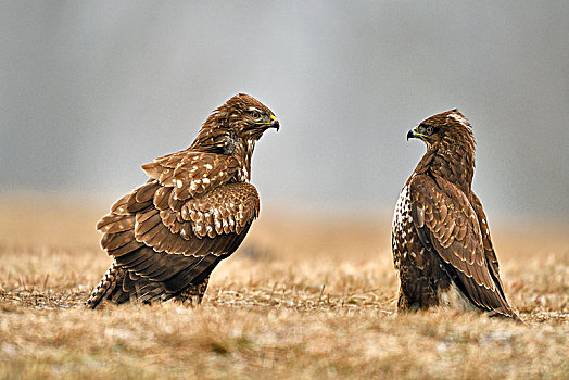 两个,美洲兀鹰,鵟,站立,草地,省,波兰,欧洲