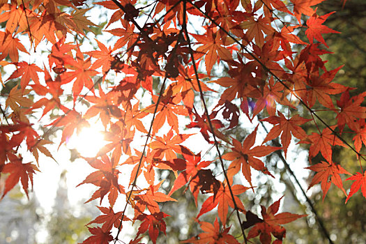 枫树,枫叶