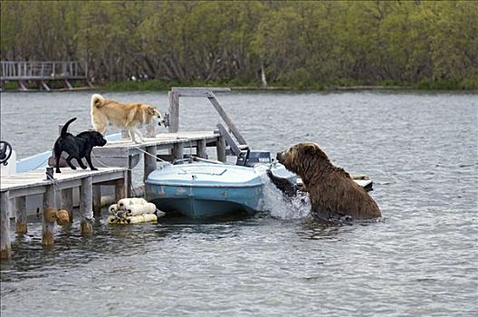 棕熊,河,靠近,人,营地,家犬,吠叫,堪察加半岛,俄罗斯