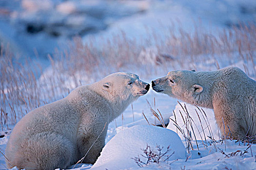 两个,北极熊,吻,海洋,草,海岸,哈得逊湾,靠近,海豹,河,河口,北方,丘吉尔市,曼尼托巴,接触,鼻子