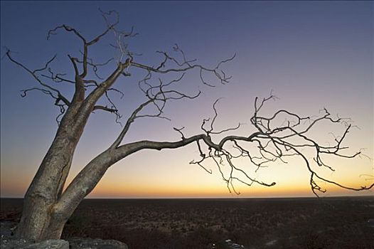 树,日落,埃托沙国家公园,纳米比亚,非洲