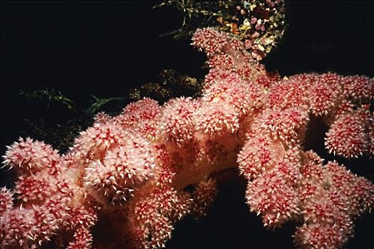 特写,红色,软珊瑚,水下,贝劳