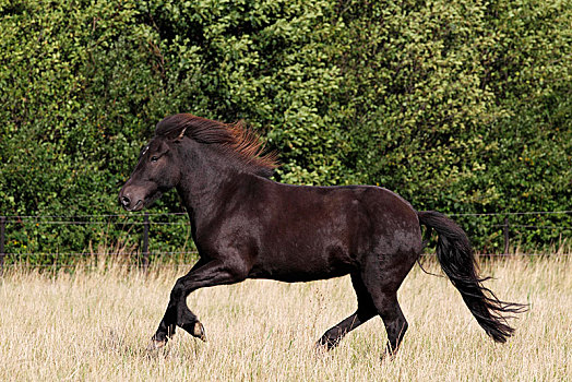 冰岛马,马,黑色,驰骋
