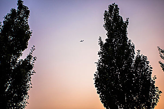 夕阳下一架飞机穿过的树木