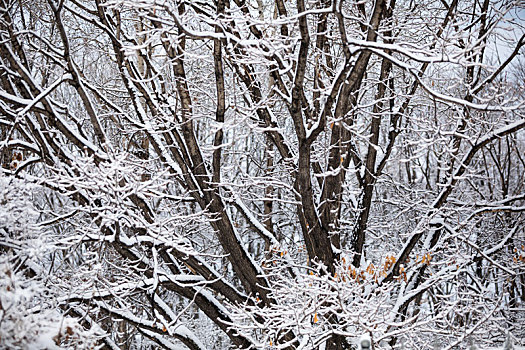 兴凯湖湖岗树林雪淞奇观