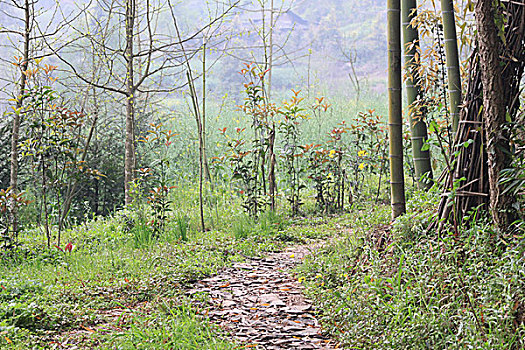 大山人家