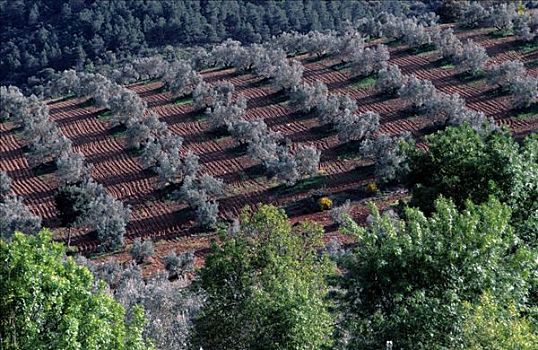 橄榄种植园,安达卢西亚,省,西班牙