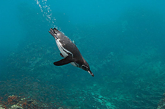 加拉帕戈斯,企鹅,加拉巴哥岛,潜水,岛屿,加拉帕戈斯群岛,厄瓜多尔